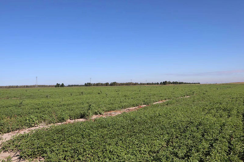 1626252864160276.jpg 1626252864160276.jpg