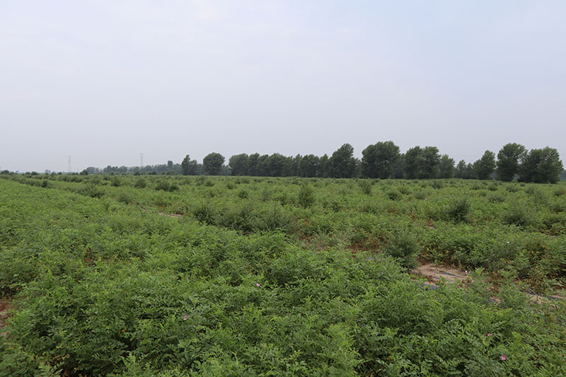 1626252864842204.jpg 1626252864842204.jpg