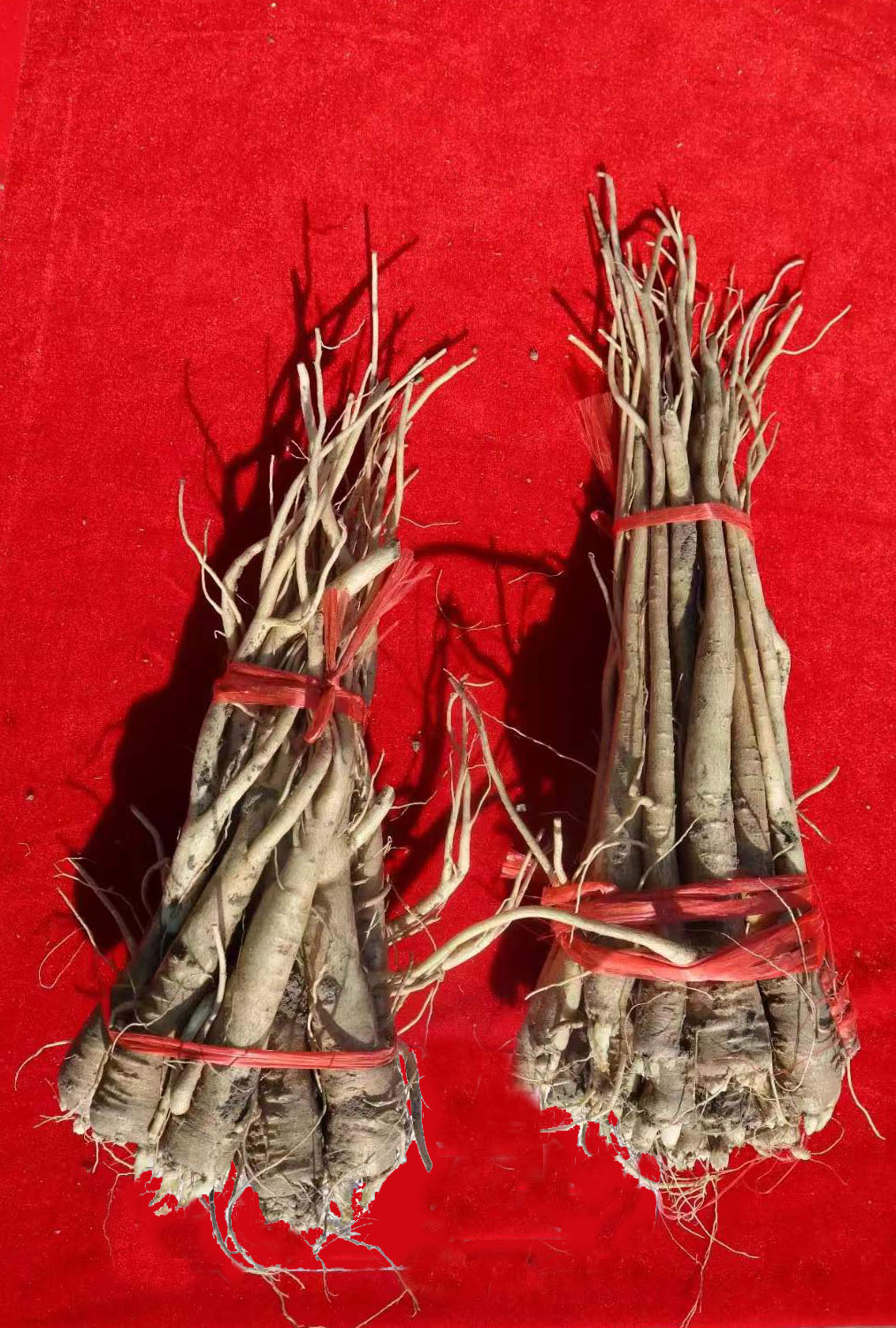 1711007456300647.jpg 桔梗.jpg