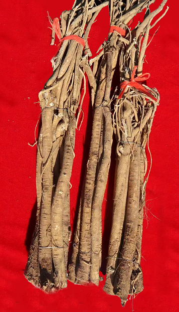 1711007536999001.png 黃芪.png